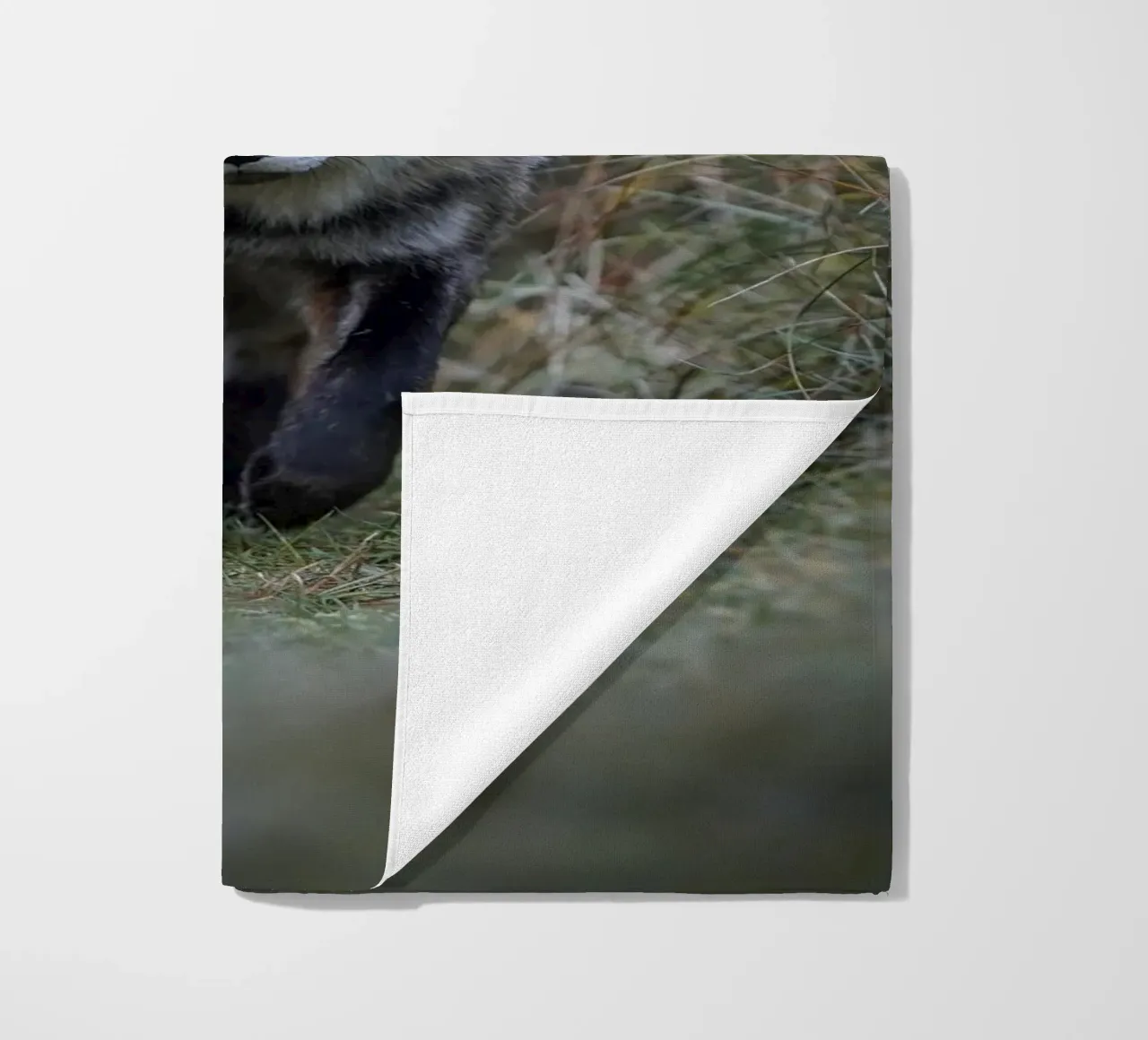 Volpe rossa telo mare da Tom's Wildlife