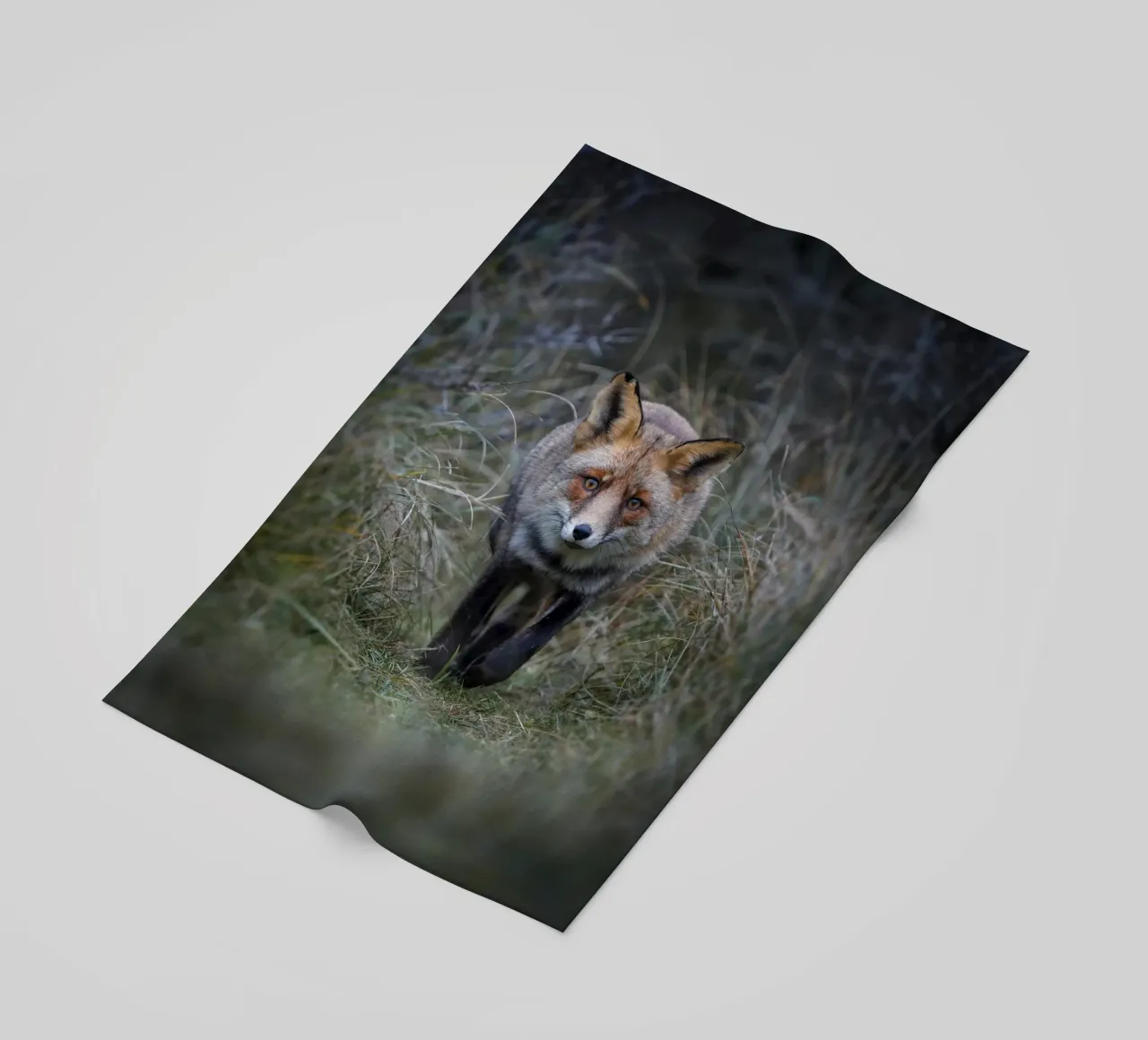 Volpe rossa telo mare da Tom's Wildlife