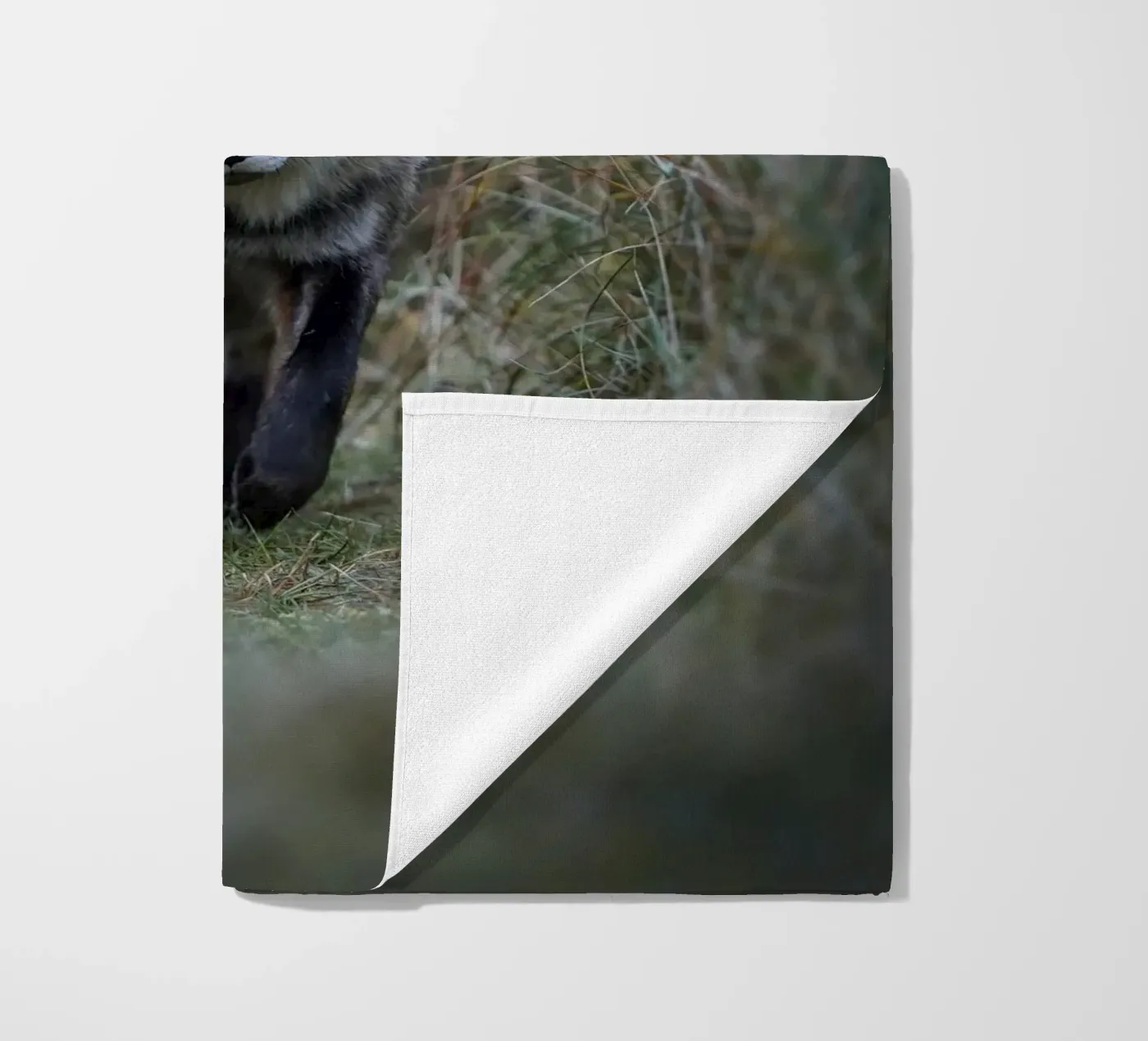 Volpe rossa telo mare da Tom's Wildlife