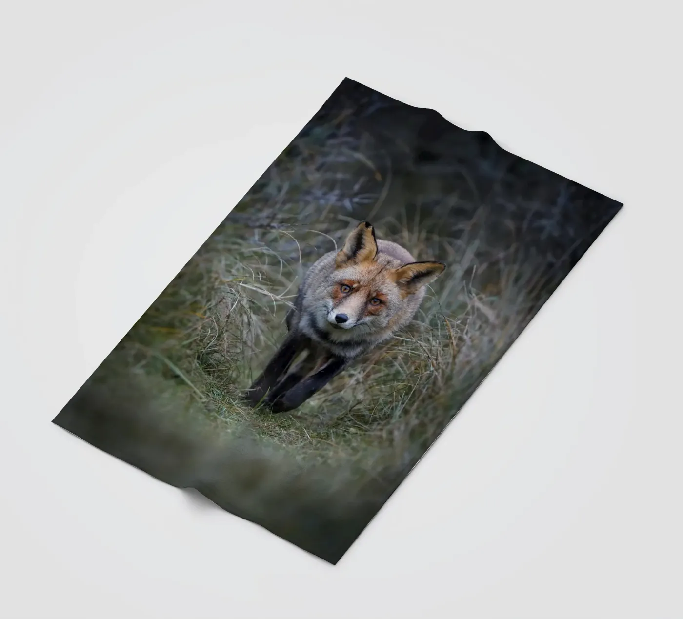 Red Fox plaid polaire de Tom's Wildlife