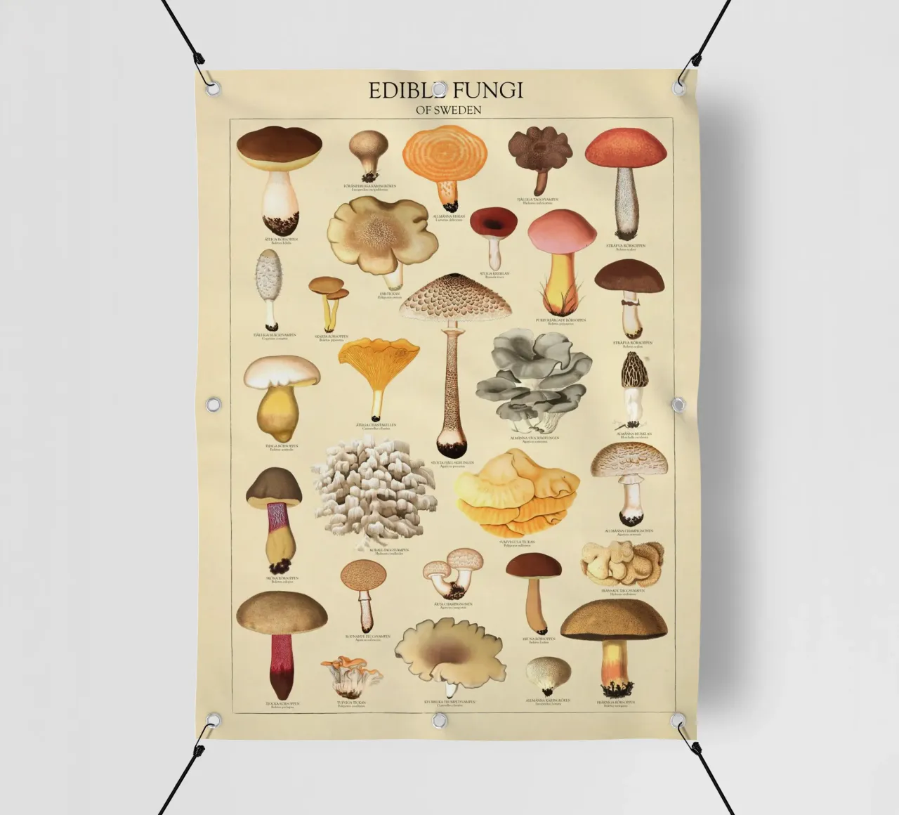 Illustrazione dei funghi commestibili svedesi telo in pvc da liu
