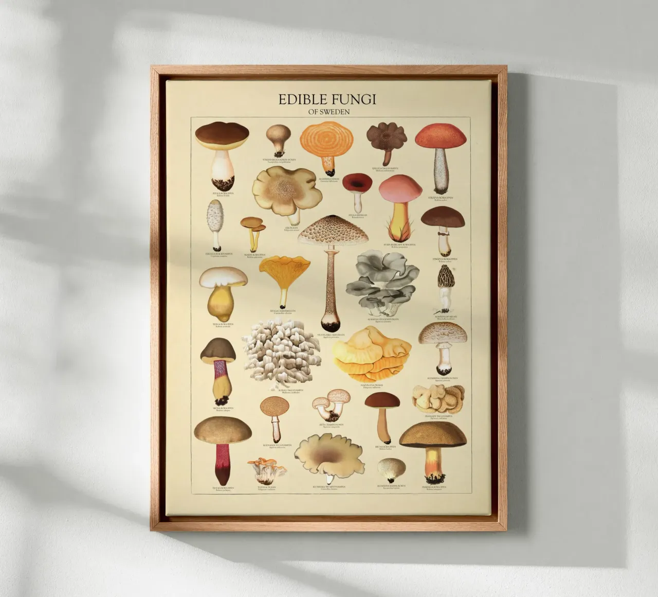 Zweedse eetbare paddenstoelen Illustratie canvas met Baklijst van liu