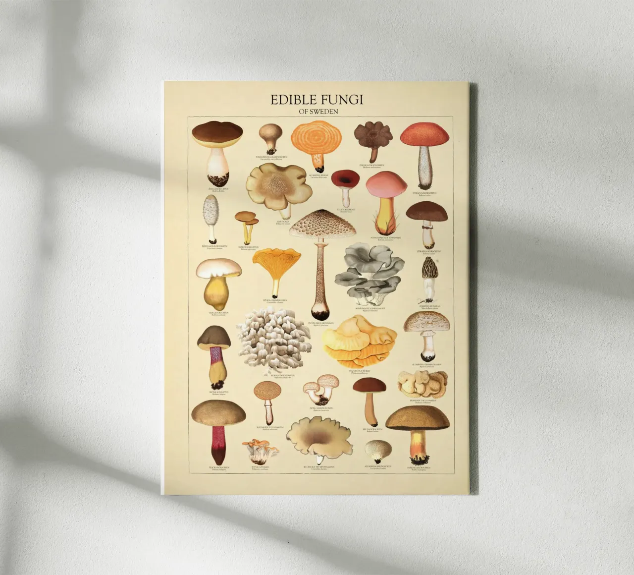 Zweedse eetbare paddenstoelen Illustratie canvas met Baklijst van liu