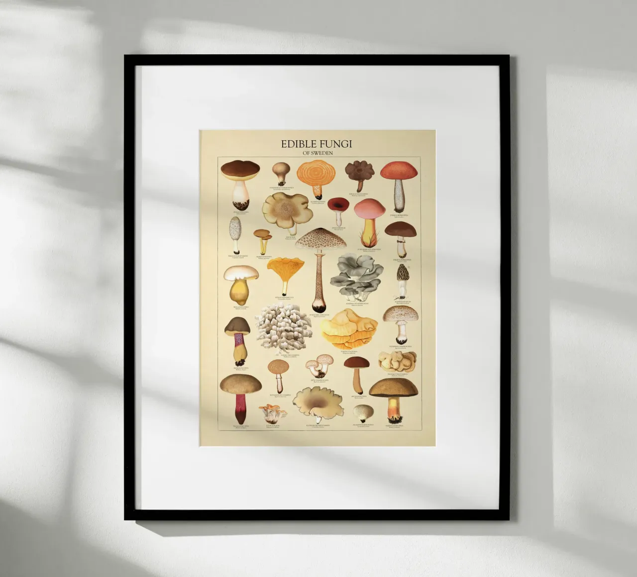 Illustrazione dei funghi commestibili svedesi poster con telaio in alluminio da liu