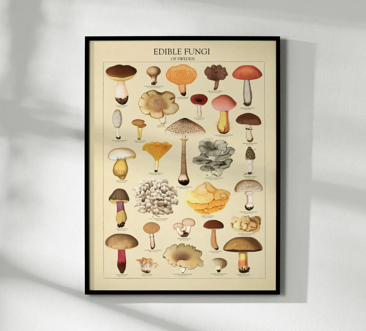 Illustrazione dei funghi commestibili svedesi poster con telaio in alluminio da liu