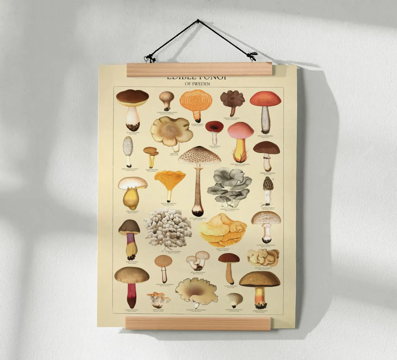 Illustrazione dei funghi commestibili svedesi poster con telaio in alluminio da liu