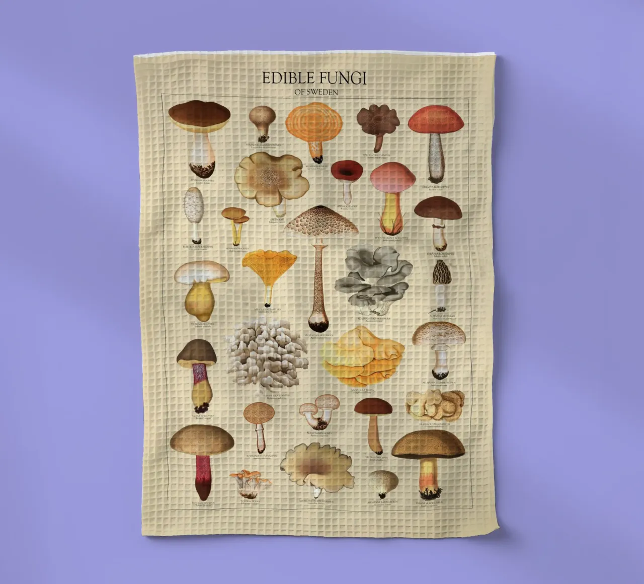 Illustrazione dei funghi commestibili svedesi canovaccio da cucina da liu
