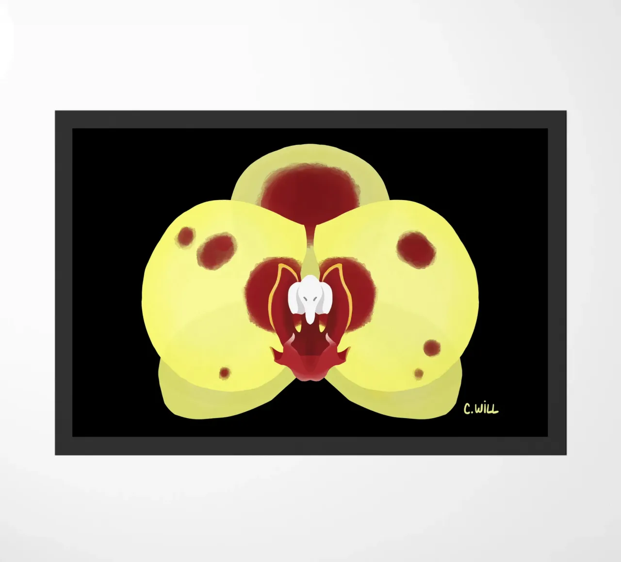 Orchidea elefante zerbino da C.WILL