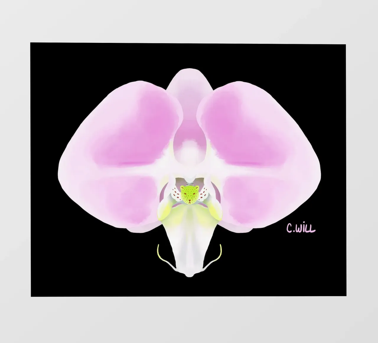 Orchidea orsina pellicola backlit da C.WILL