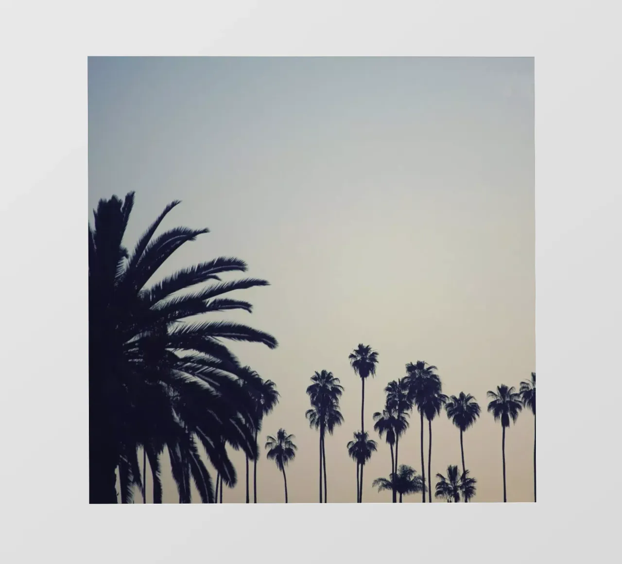 Echo Park Palms pellicola backlit da Catherine McDonald