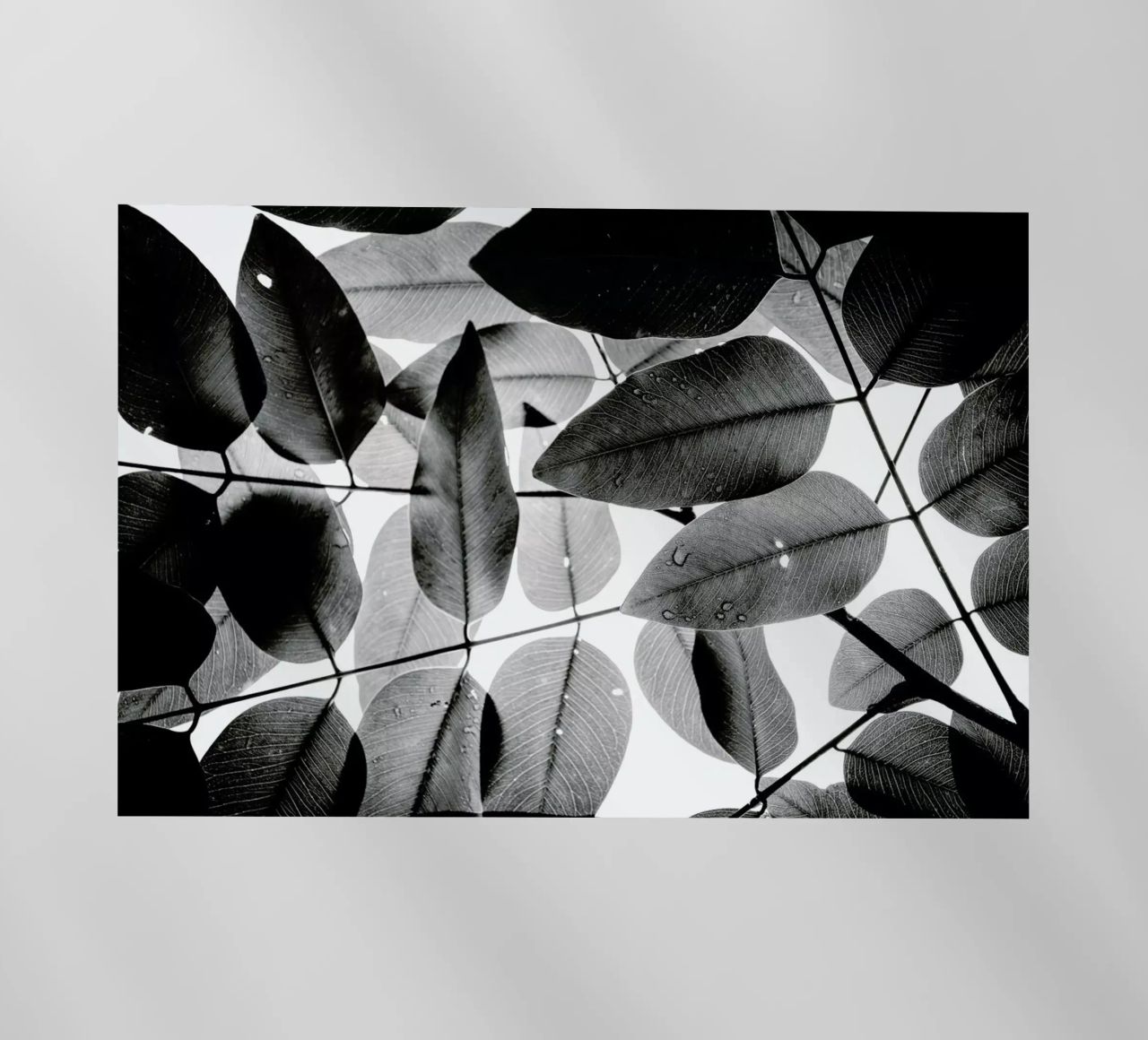 Experiments with Leaves 2 pellicola backlit da Tal Paz-Fridman