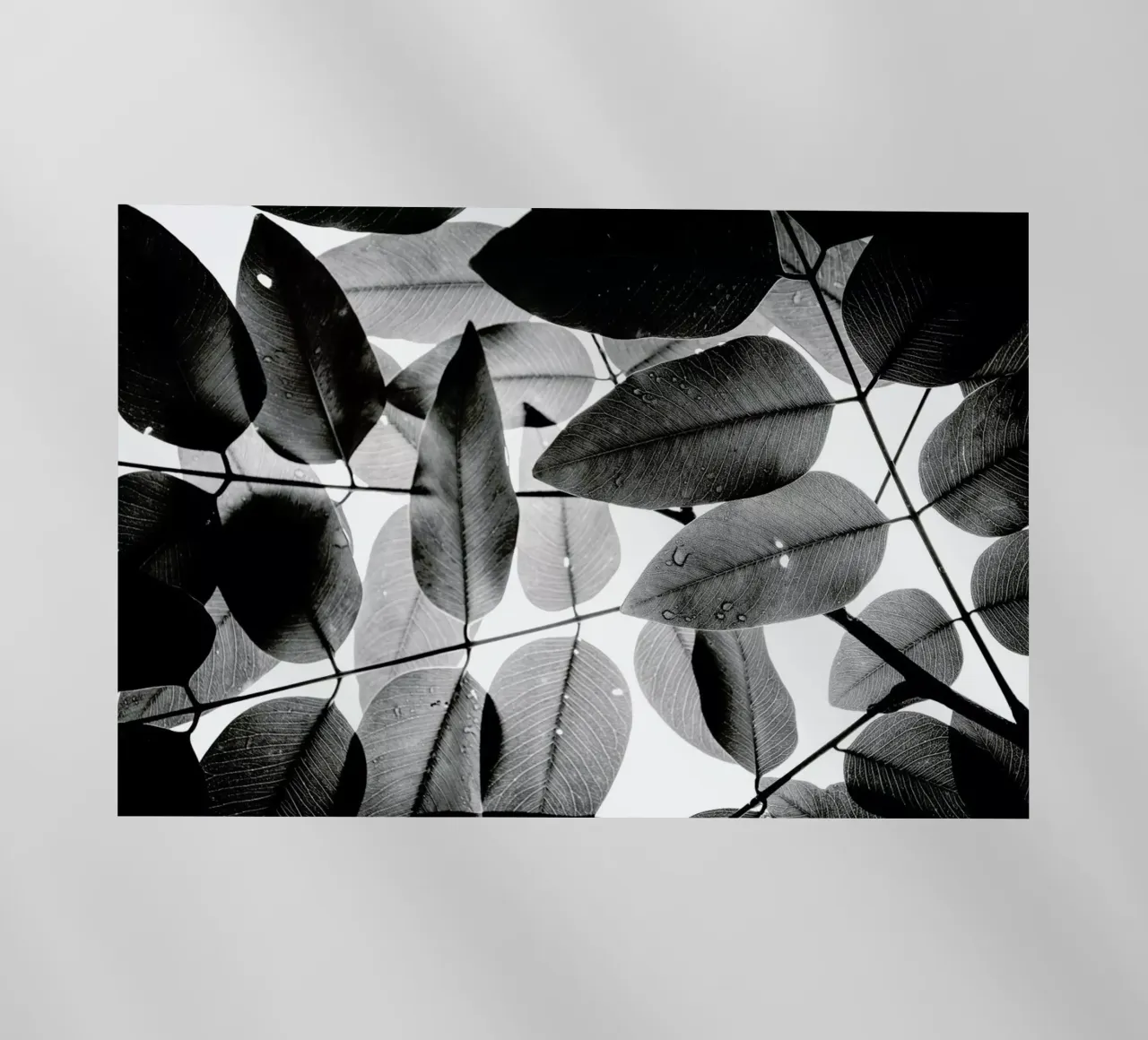 Experiments with Leaves 2 Backlit Folie von Tal Paz-Fridman