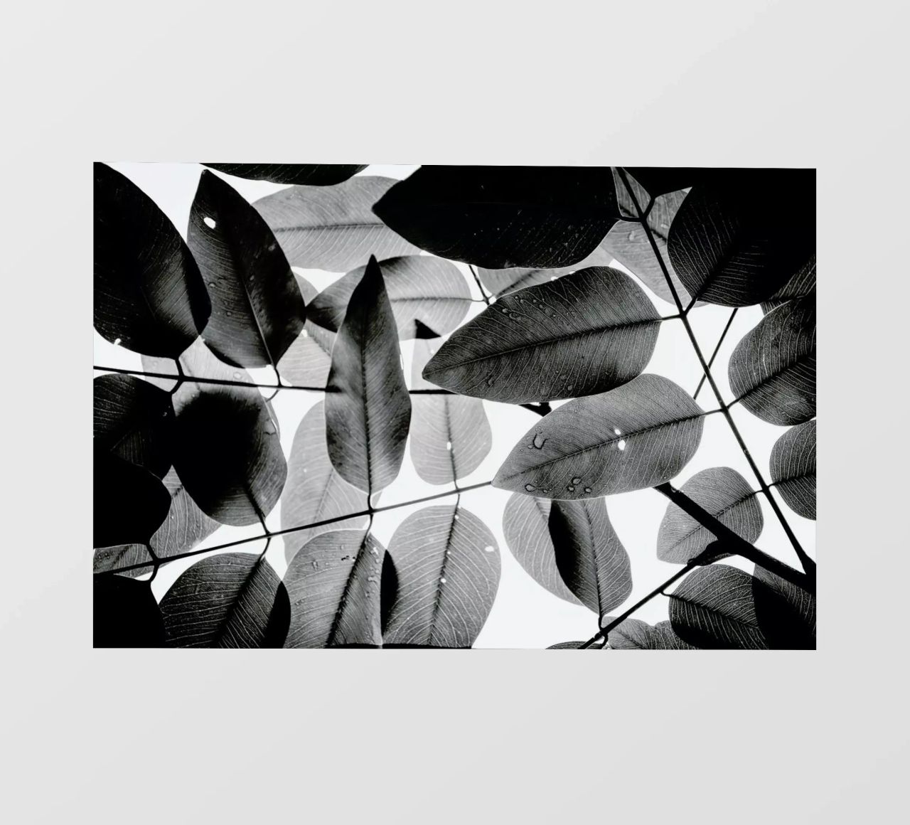 Experiments with Leaves 2 pellicola backlit da Tal Paz-Fridman