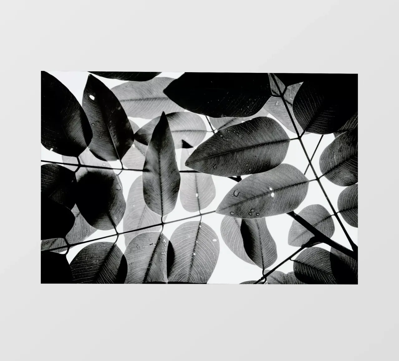 Experiments with Leaves 2 Backlit Folie von Tal Paz-Fridman