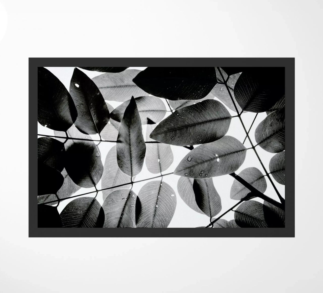Experiments with Leaves 2 zerbino da Tal Paz-Fridman