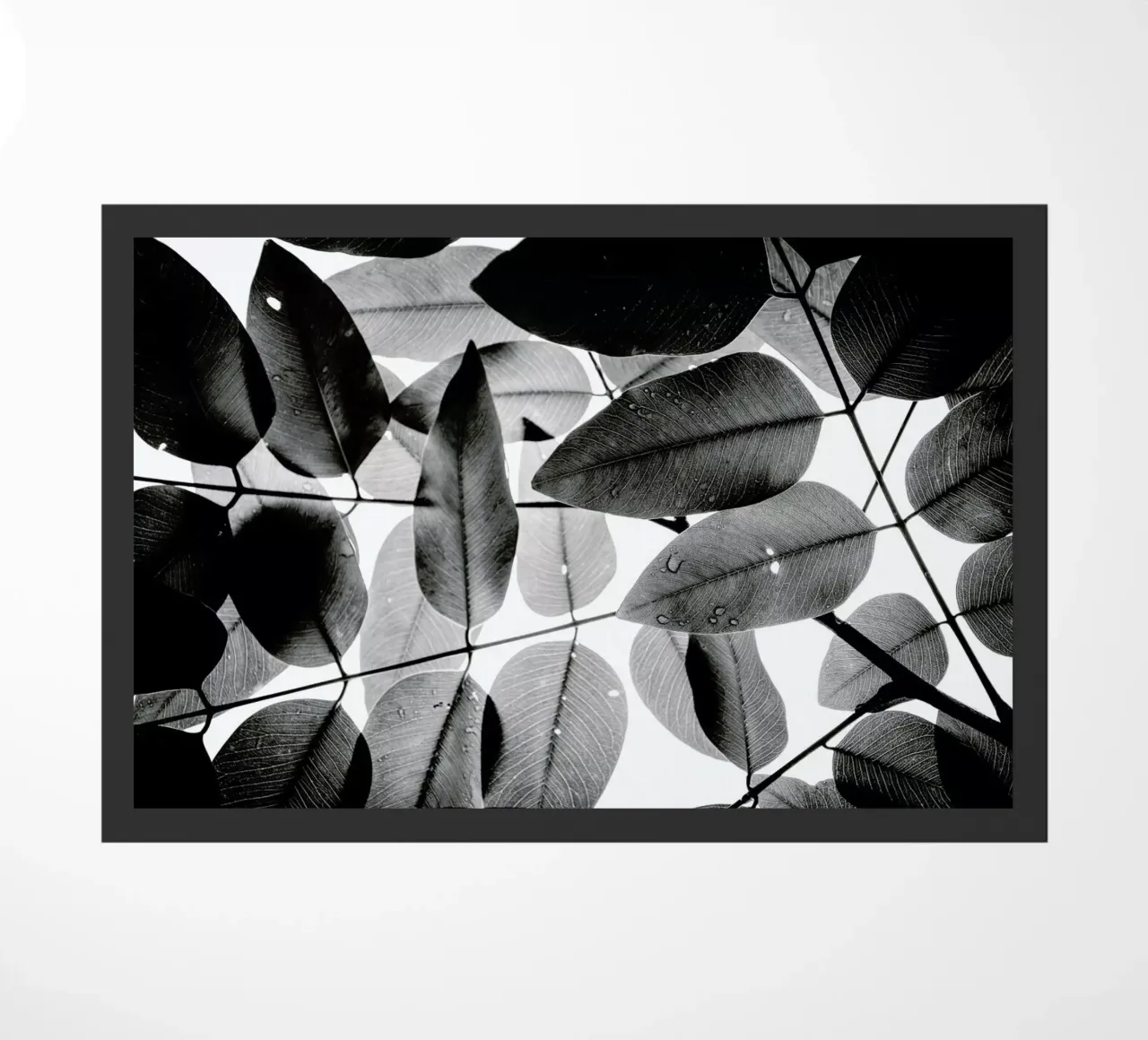 Experiments with Leaves 2 zerbino da Tal Paz-Fridman