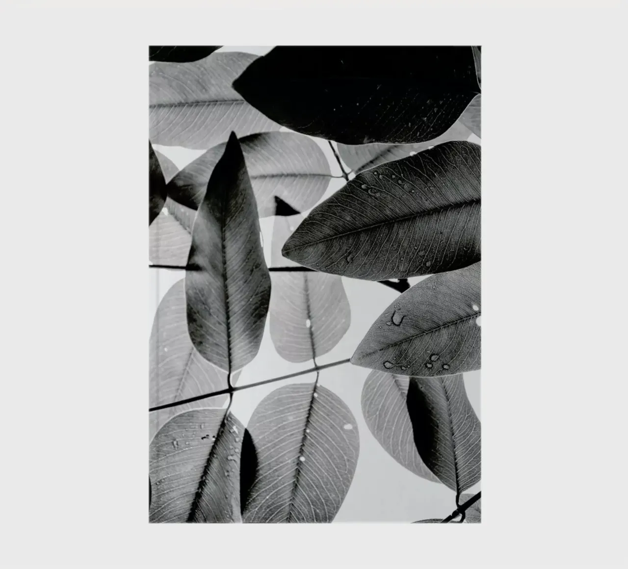 Experiments with Leaves 2 carnet de notes de Tal Paz-Fridman