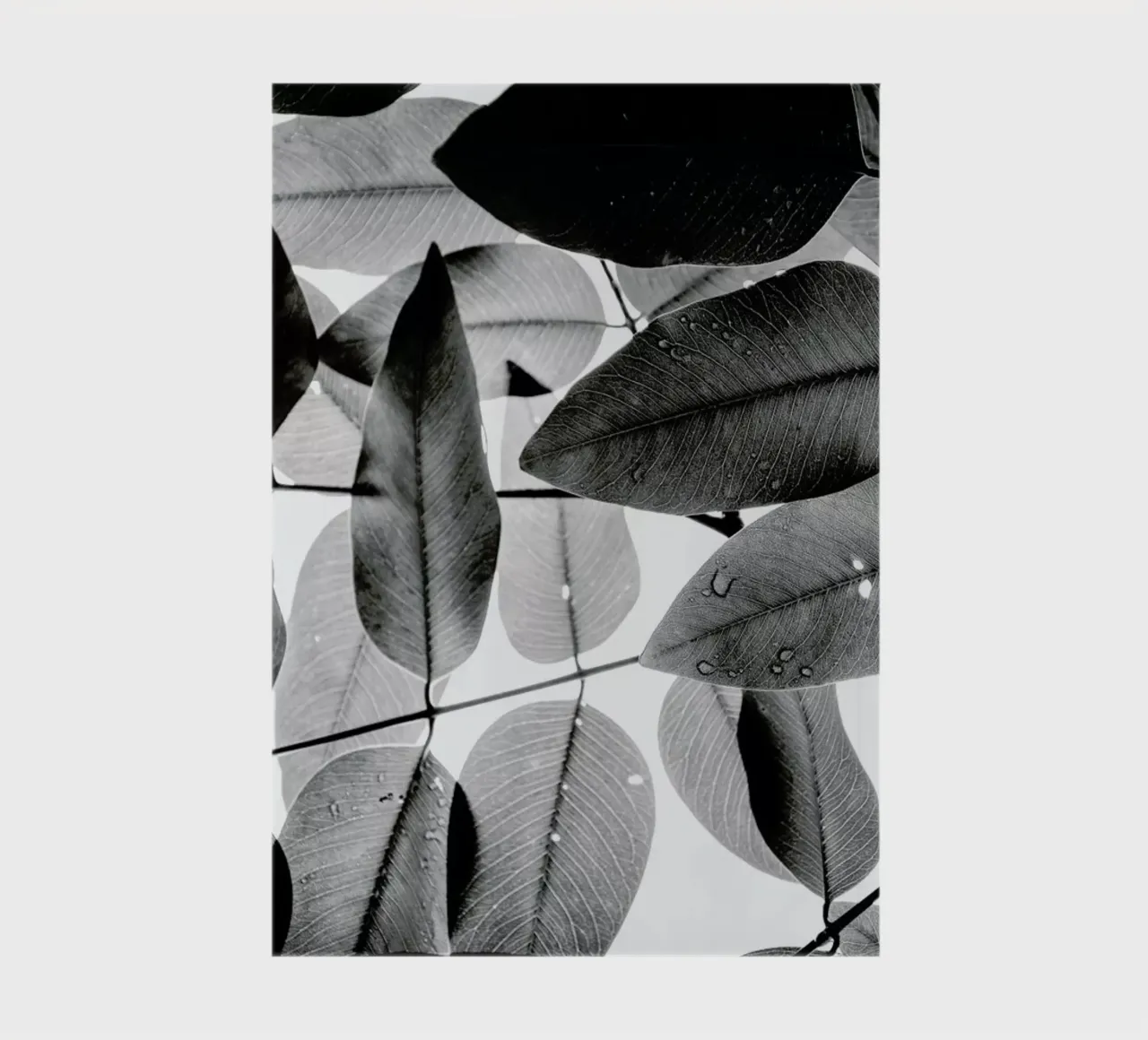 Experiments with Leaves 2 notebook by Tal Paz-Fridman