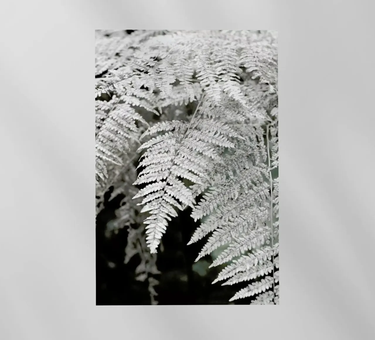 Let´s Dive Into Fern pellicola backlit da Studio Nahili