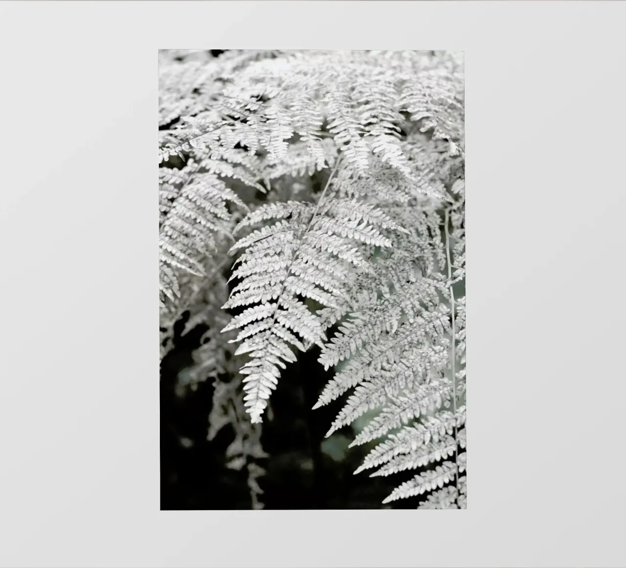 Let´s Dive Into Fern pellicola backlit da Studio Nahili