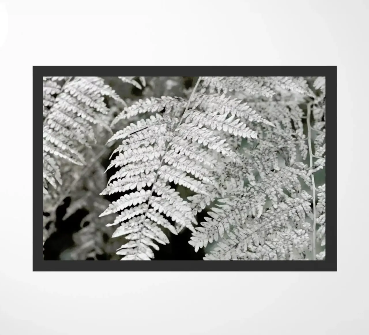 Let´s Dive Into Fern zerbino da Studio Nahili