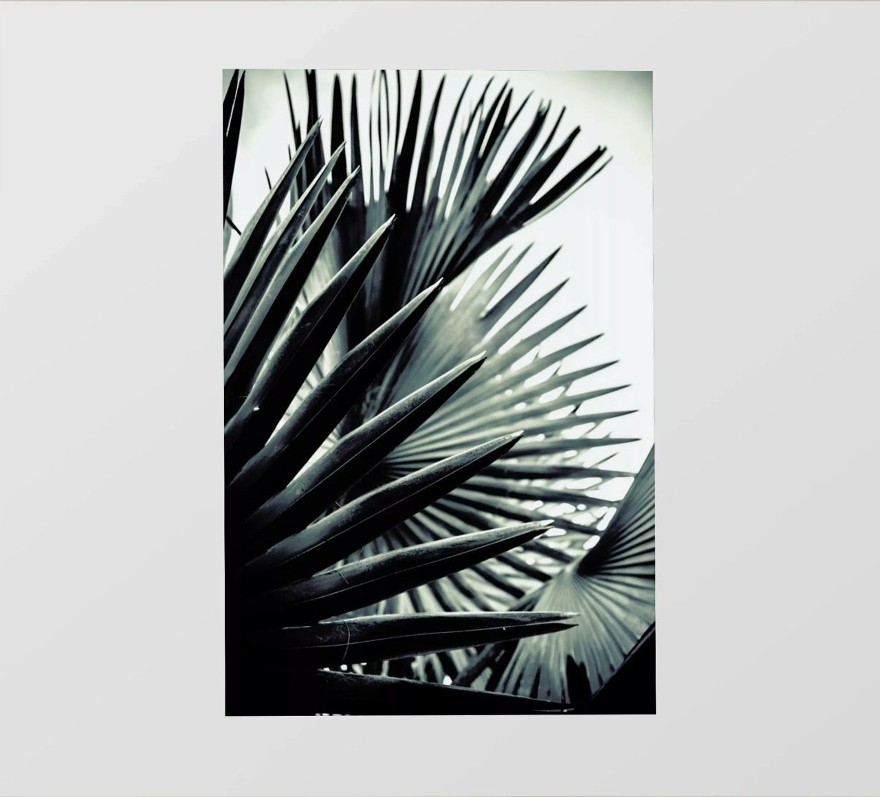 Palm Shade 2 pellicola backlit da Chris Abatzis