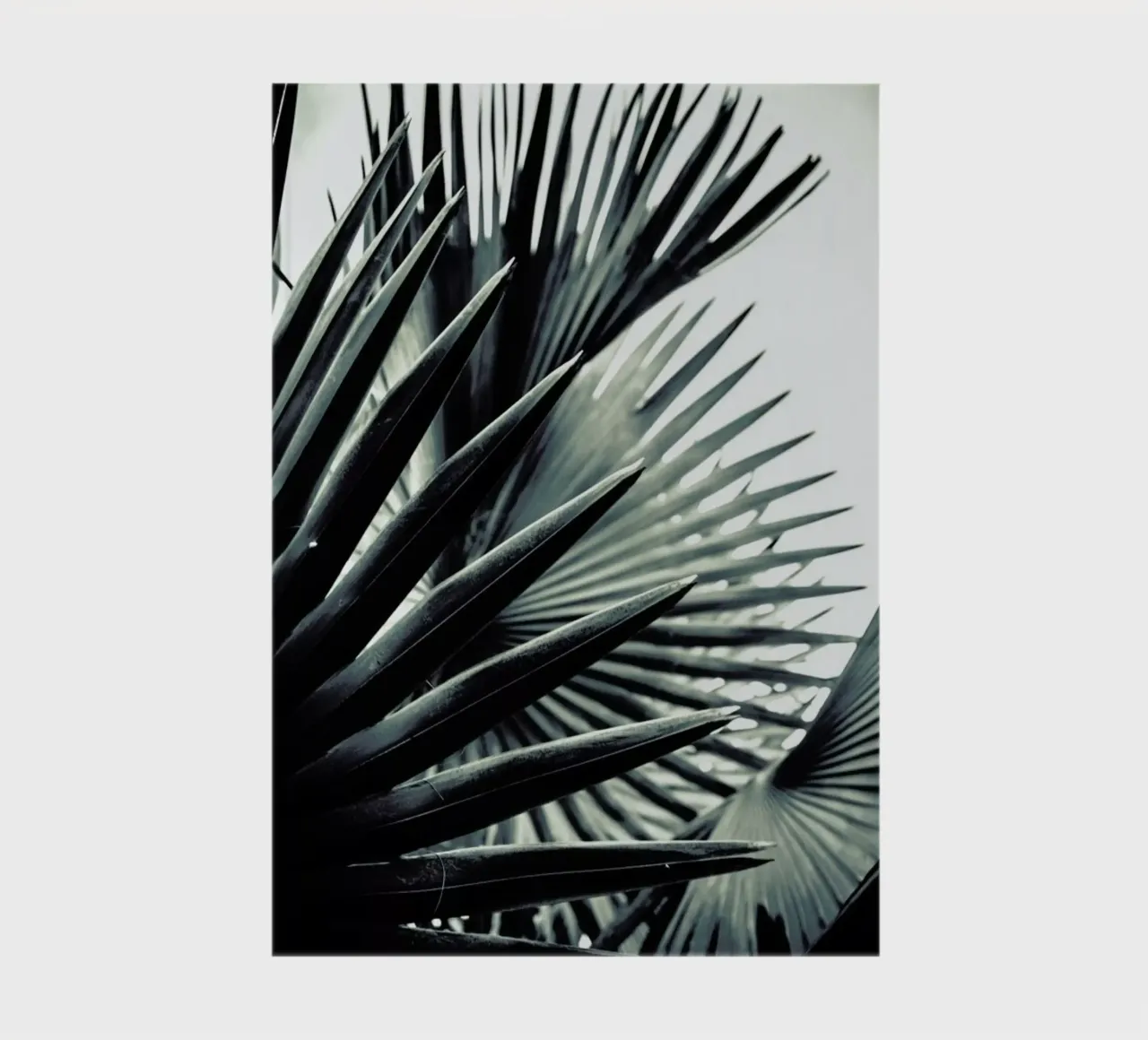 Palm Shade 2 notebook by Chris Abatzis