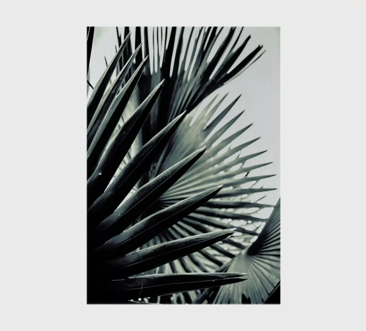 Palm Shade 2 notebook by Chris Abatzis