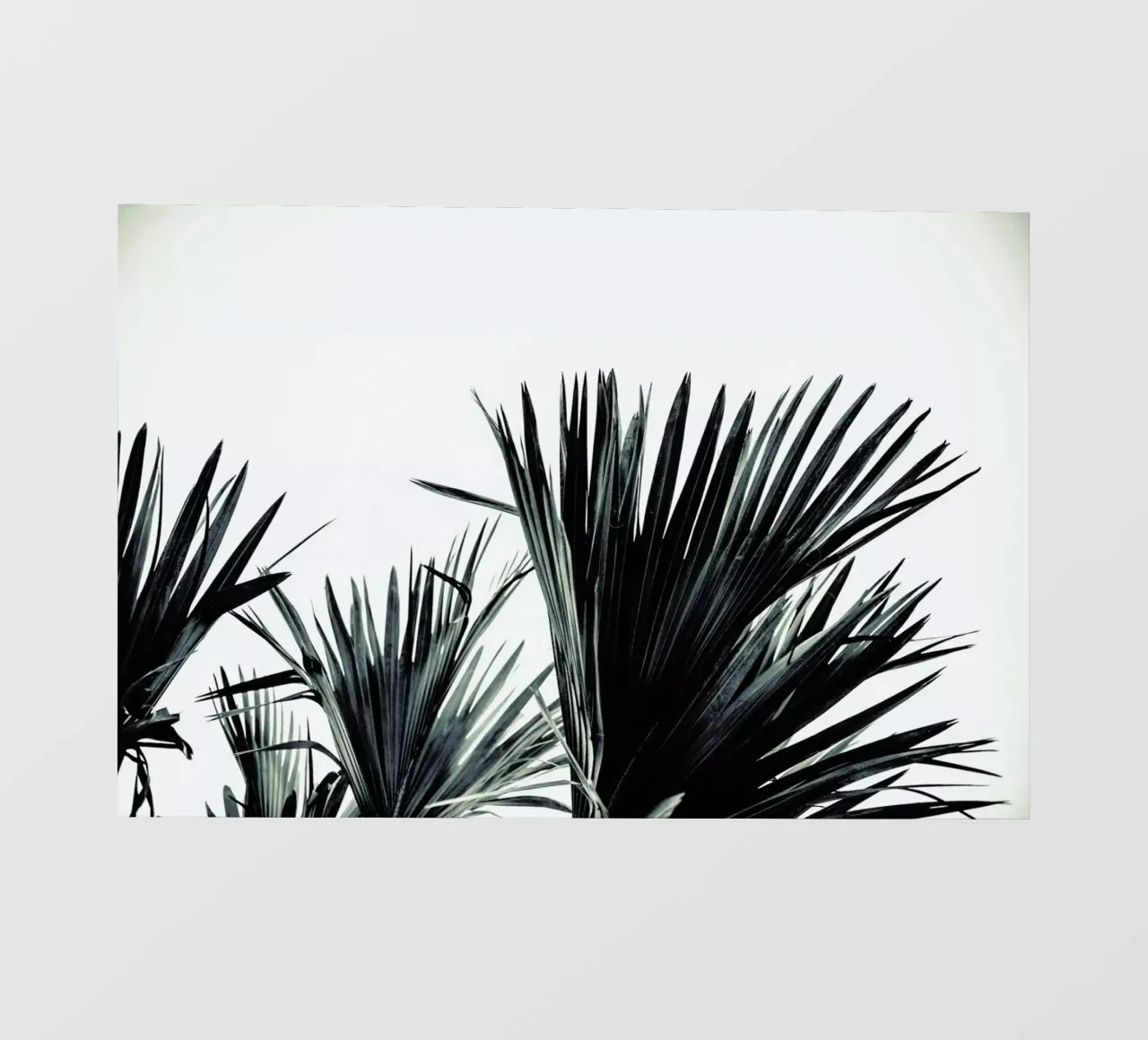 Palm Shade 3 pellicola backlit da Chris Abatzis