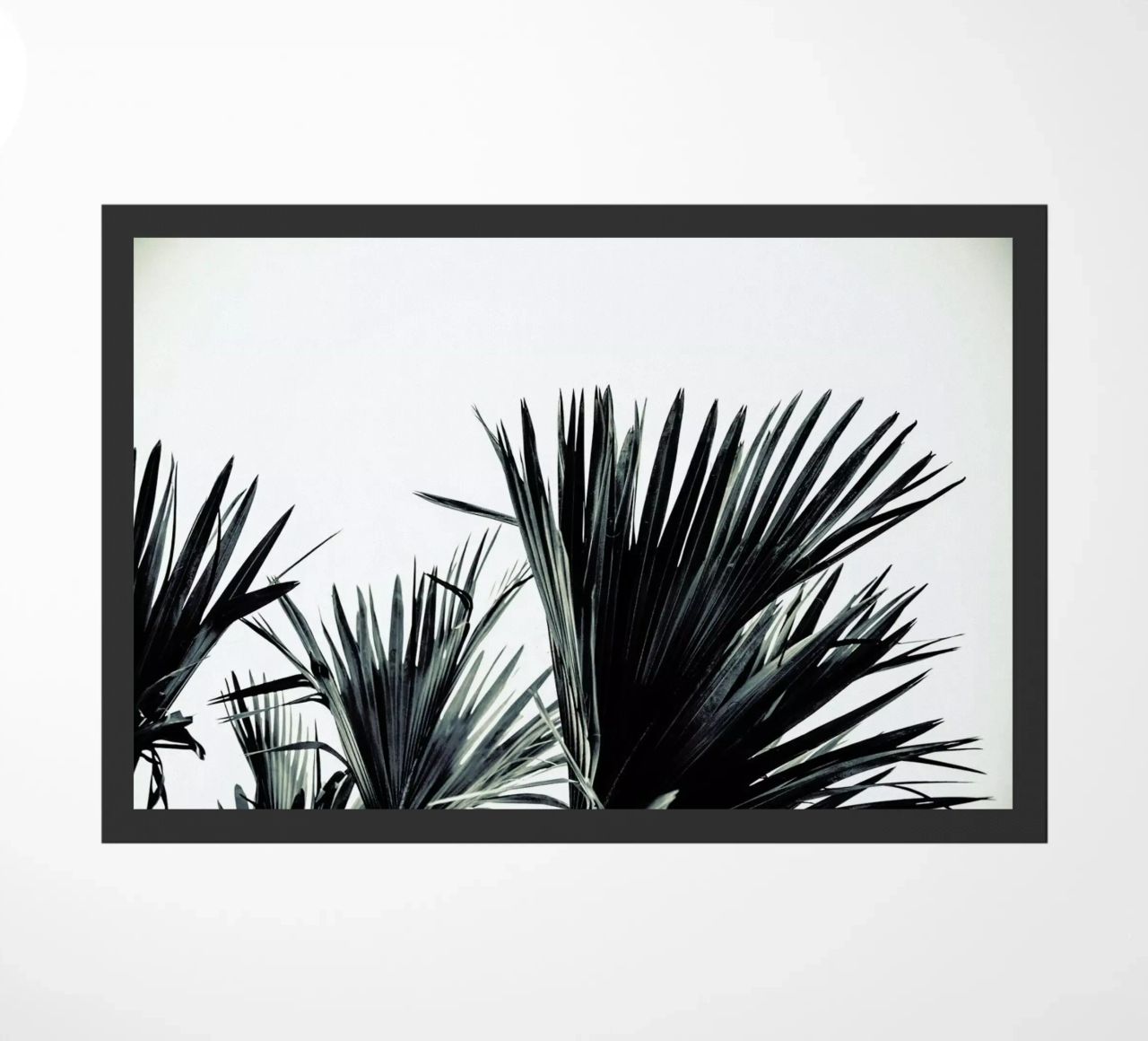 Palm Shade 3 zerbino da Chris Abatzis