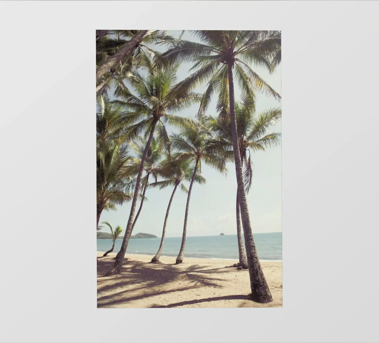 Palm Cove pellicola backlit da Catherine McDonald