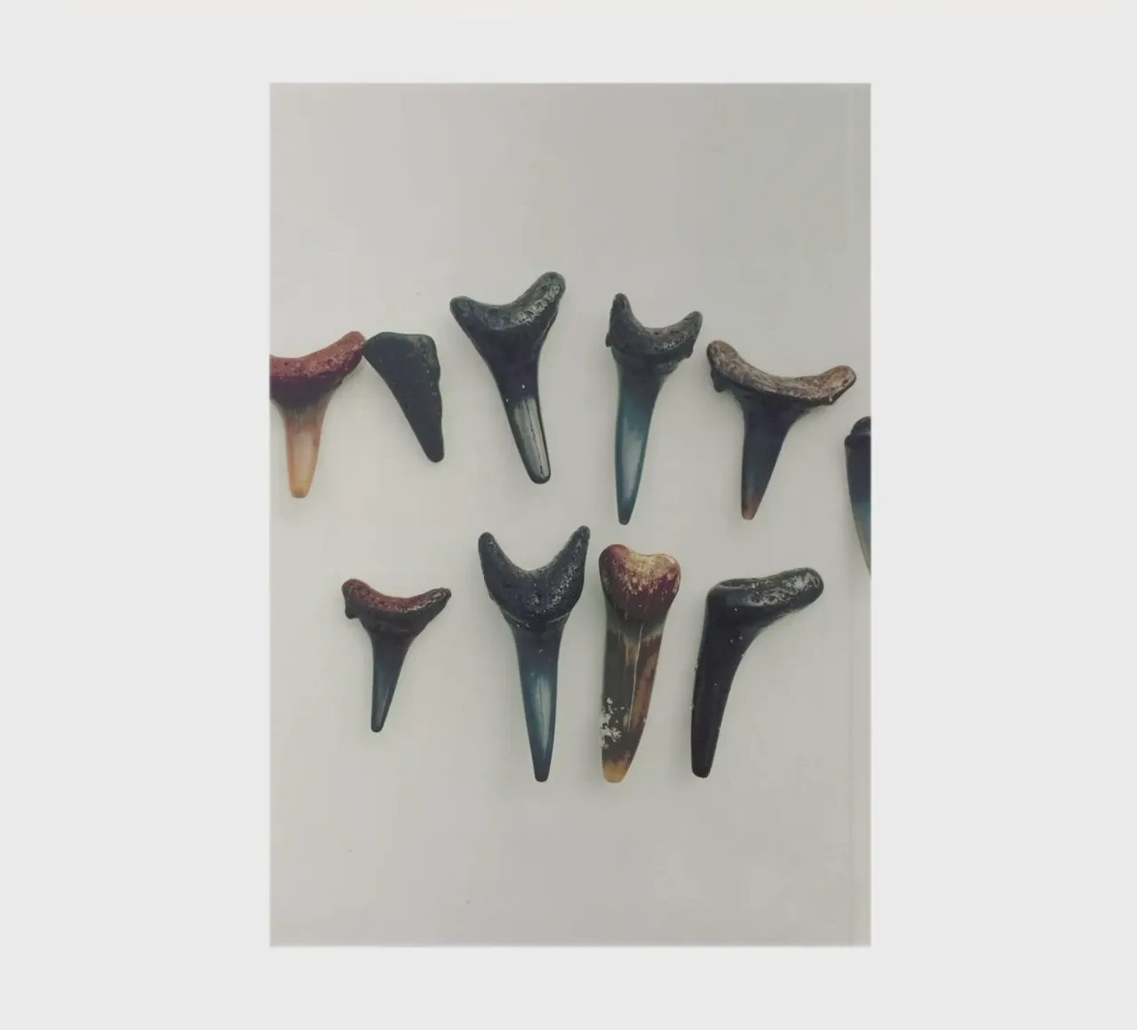 Sharkesteeth notebook by Catherine McDonald