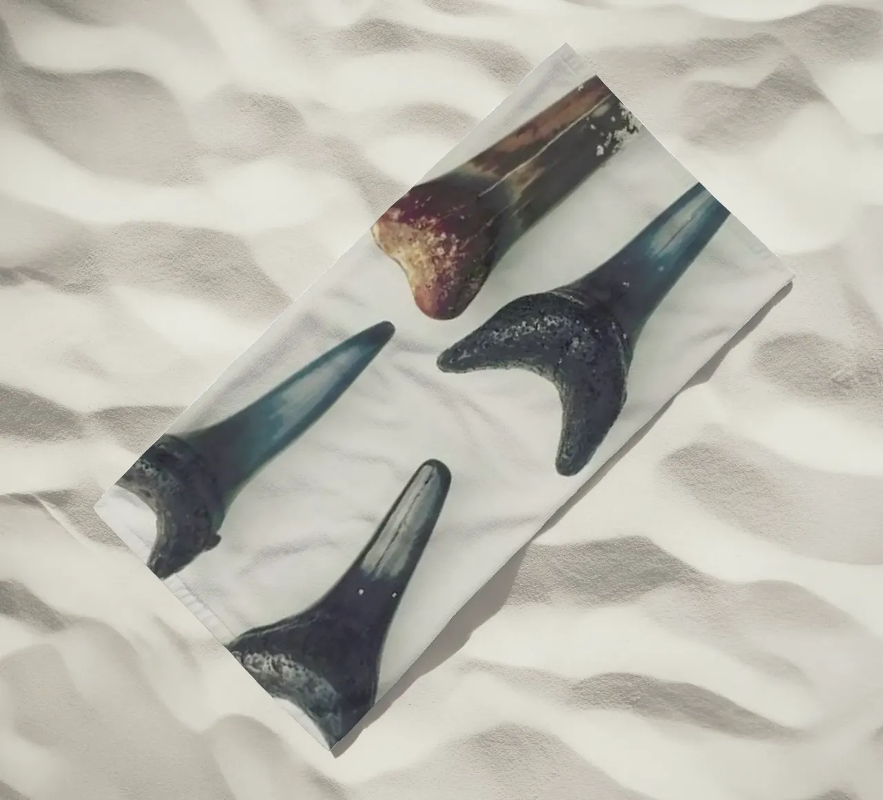 Sharkesteeth telo mare da Catherine McDonald