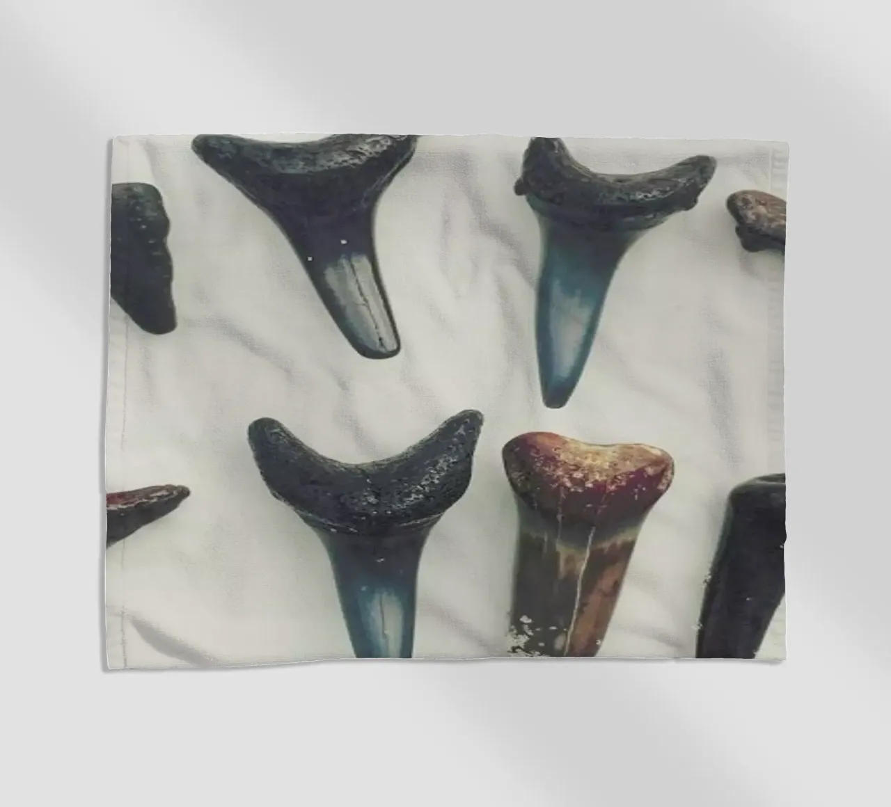 Sharkesteeth telo mare da Catherine McDonald