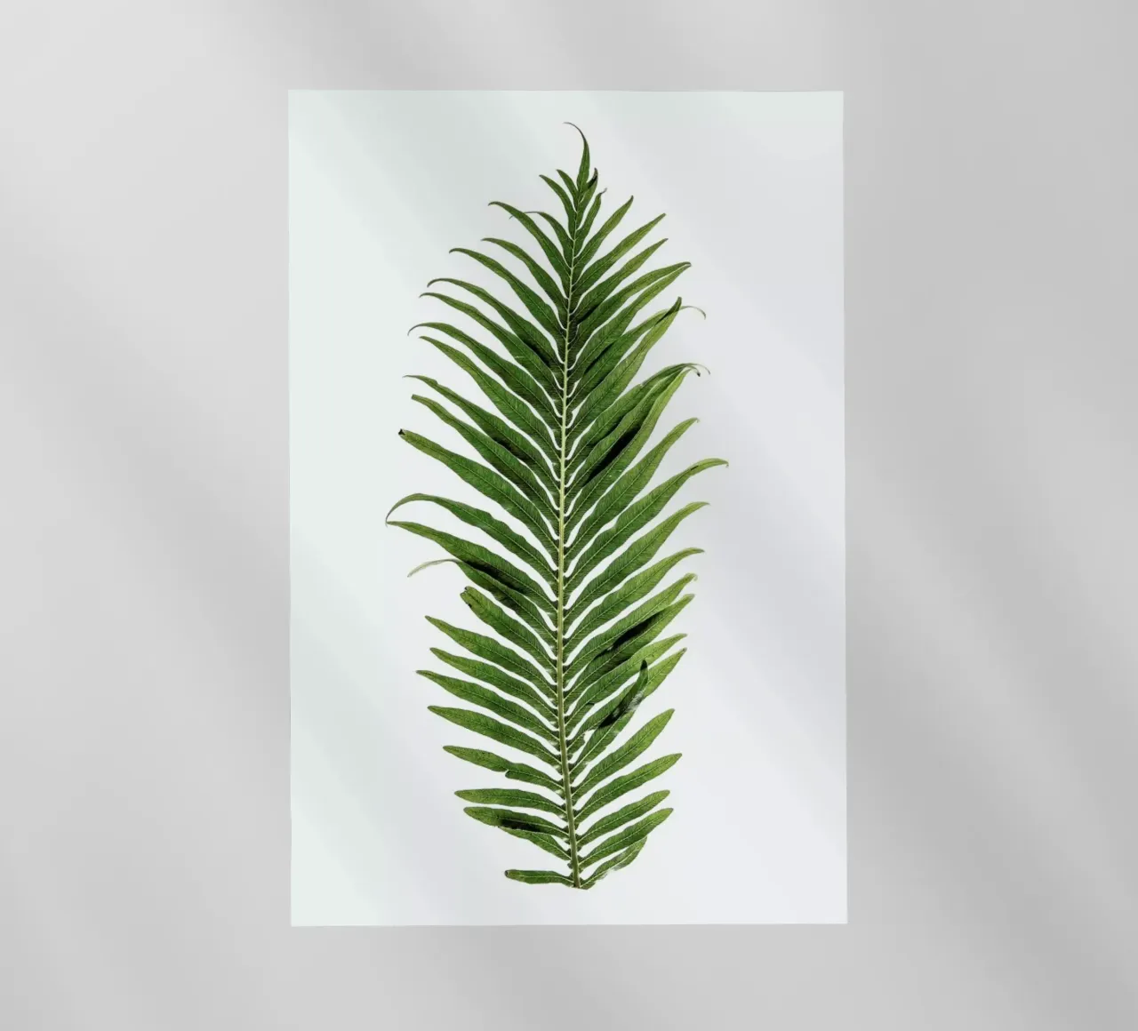 Baobab Leaf pellicola backlit da Shot By Clint