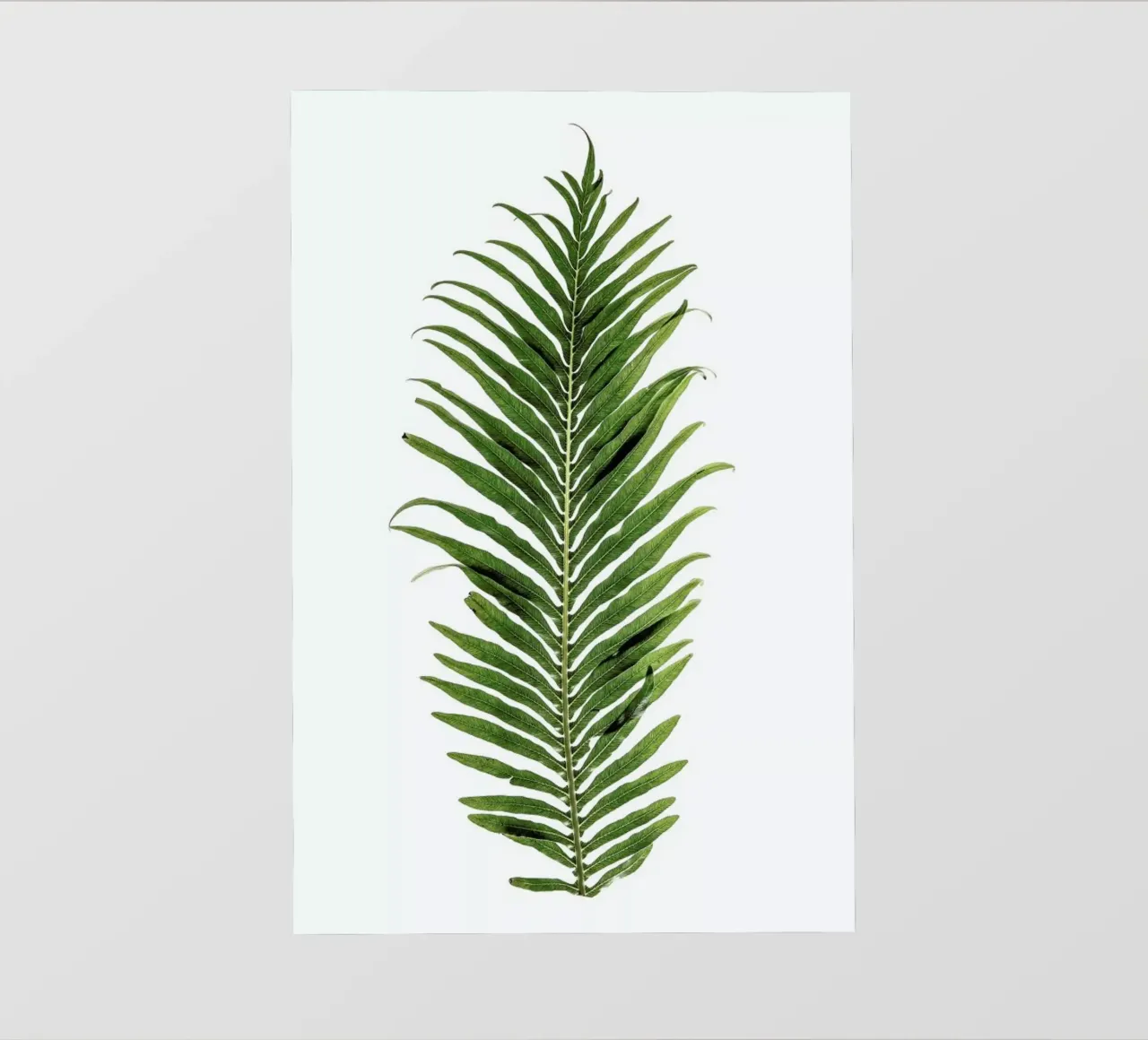 Baobab Leaf pellicola backlit da Shot By Clint