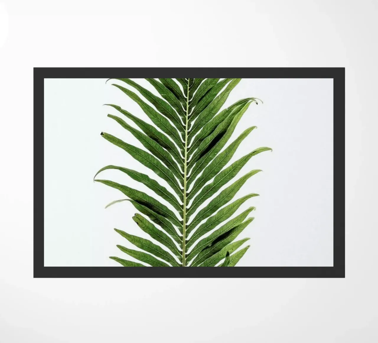 Baobab Leaf zerbino da Shot By Clint