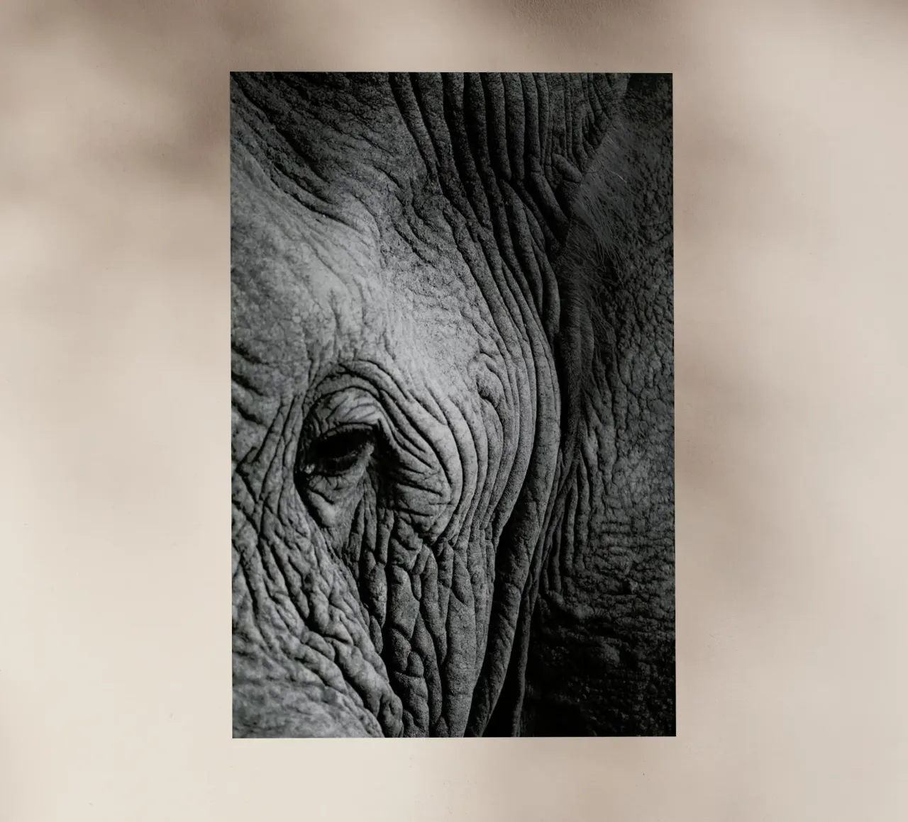 Nambithi Elephant 01 pellicola backlit da Shot By Clint