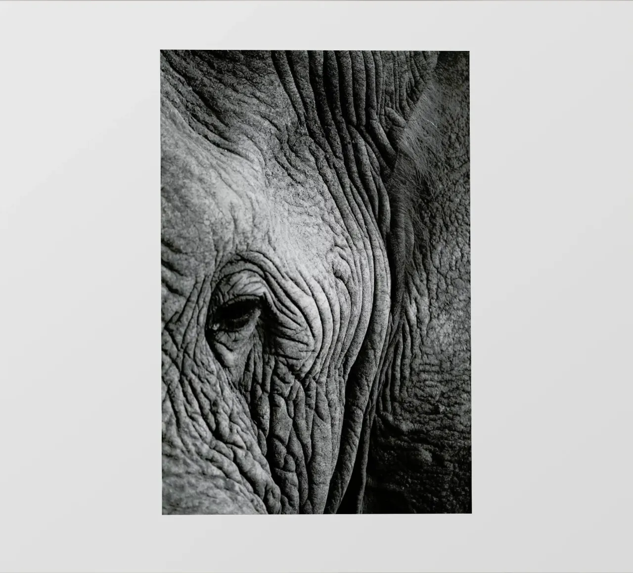 Nambithi Elephant 01 telo in pvc da Shot By Clint