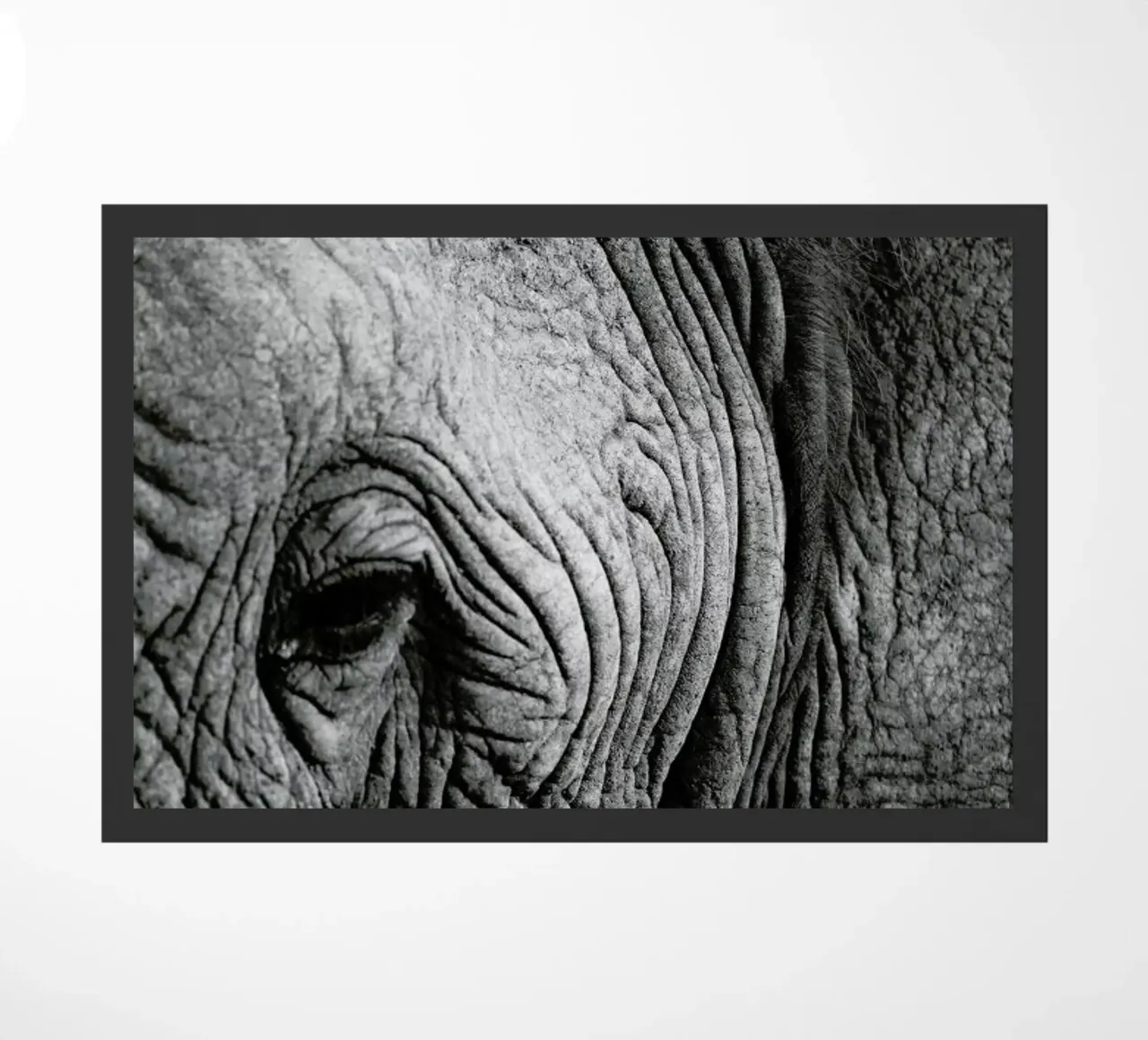 Nambithi Elephant 01 zerbino da Shot By Clint