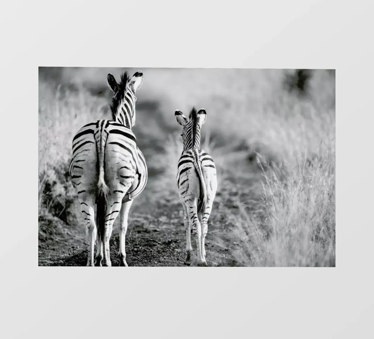 Zebra family pellicola backlit da Shot By Clint