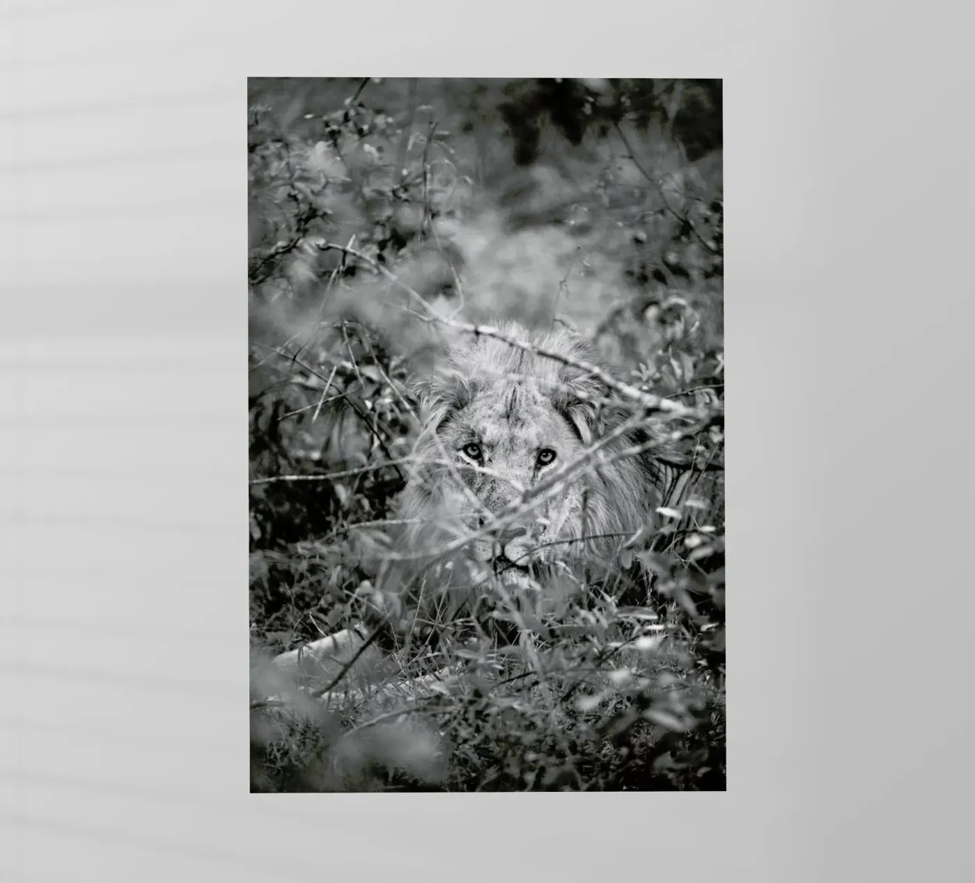 Lion pellicola backlit da Shot By Clint