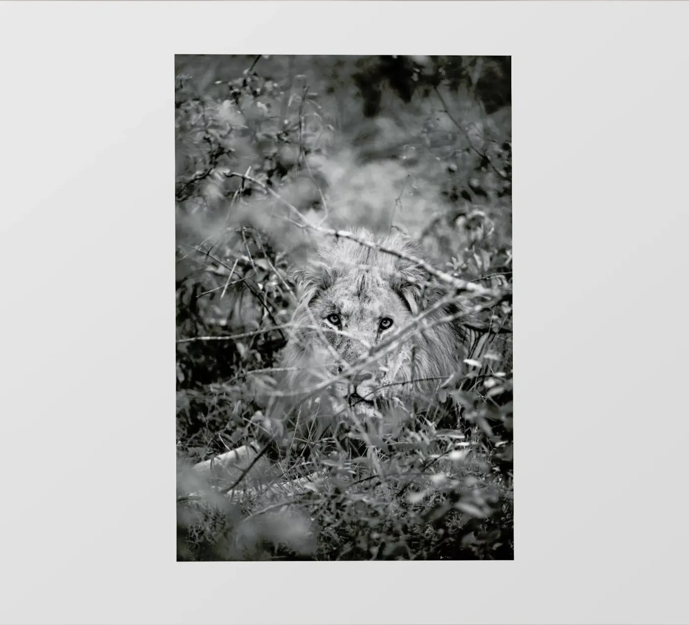 Lion pellicola backlit da Shot By Clint