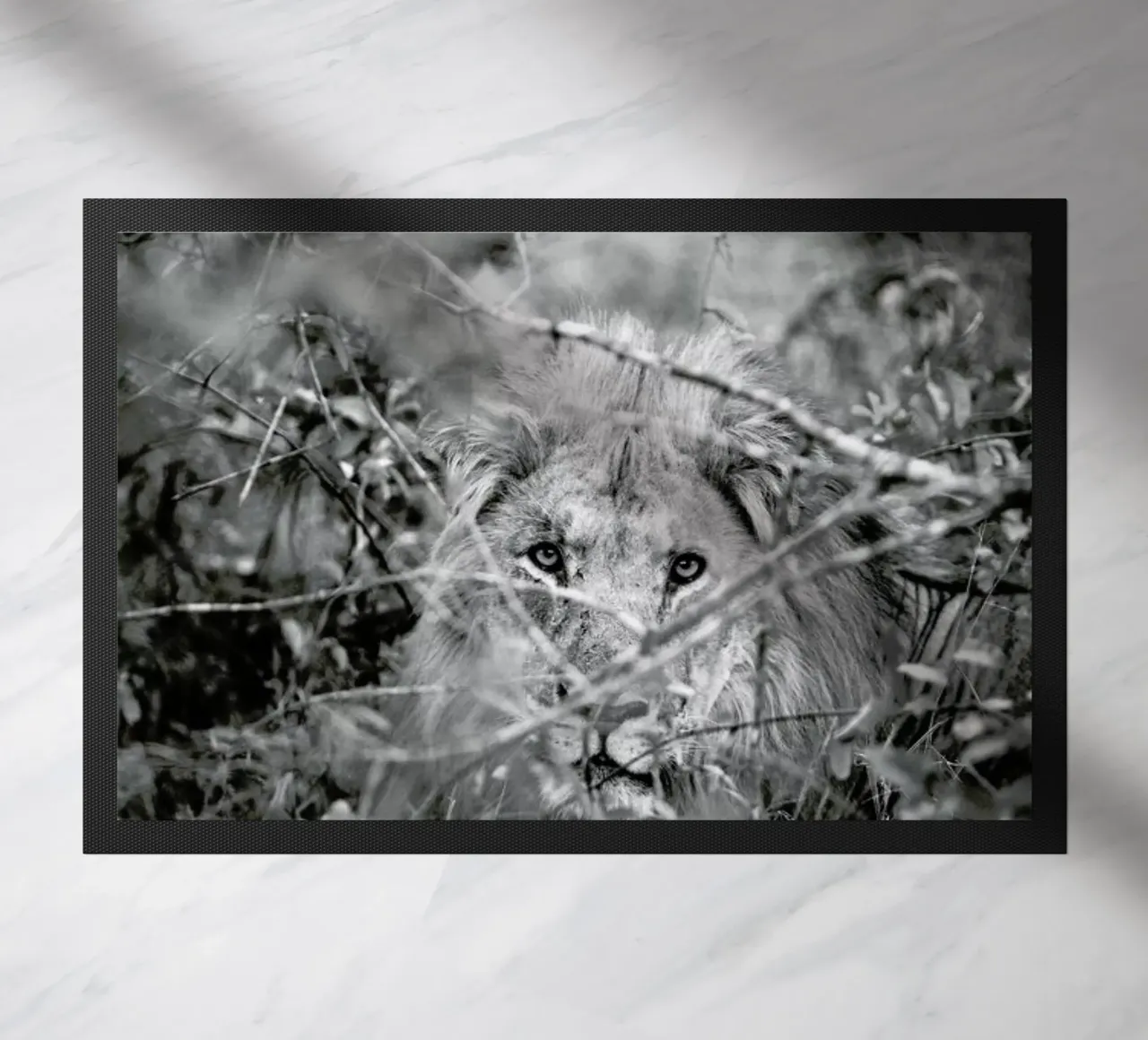 Lion zerbino da Shot By Clint