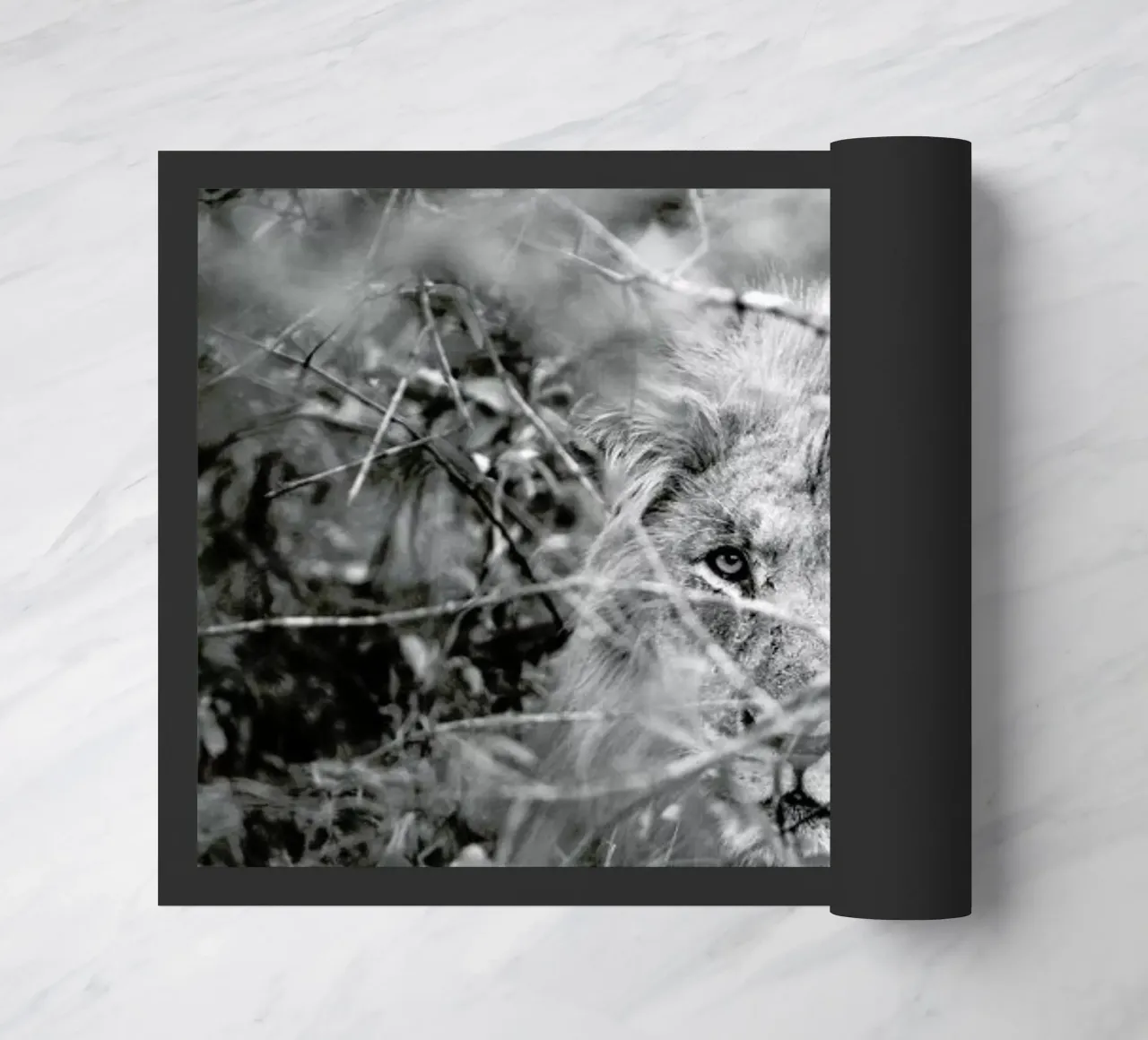 Lion zerbino da Shot By Clint