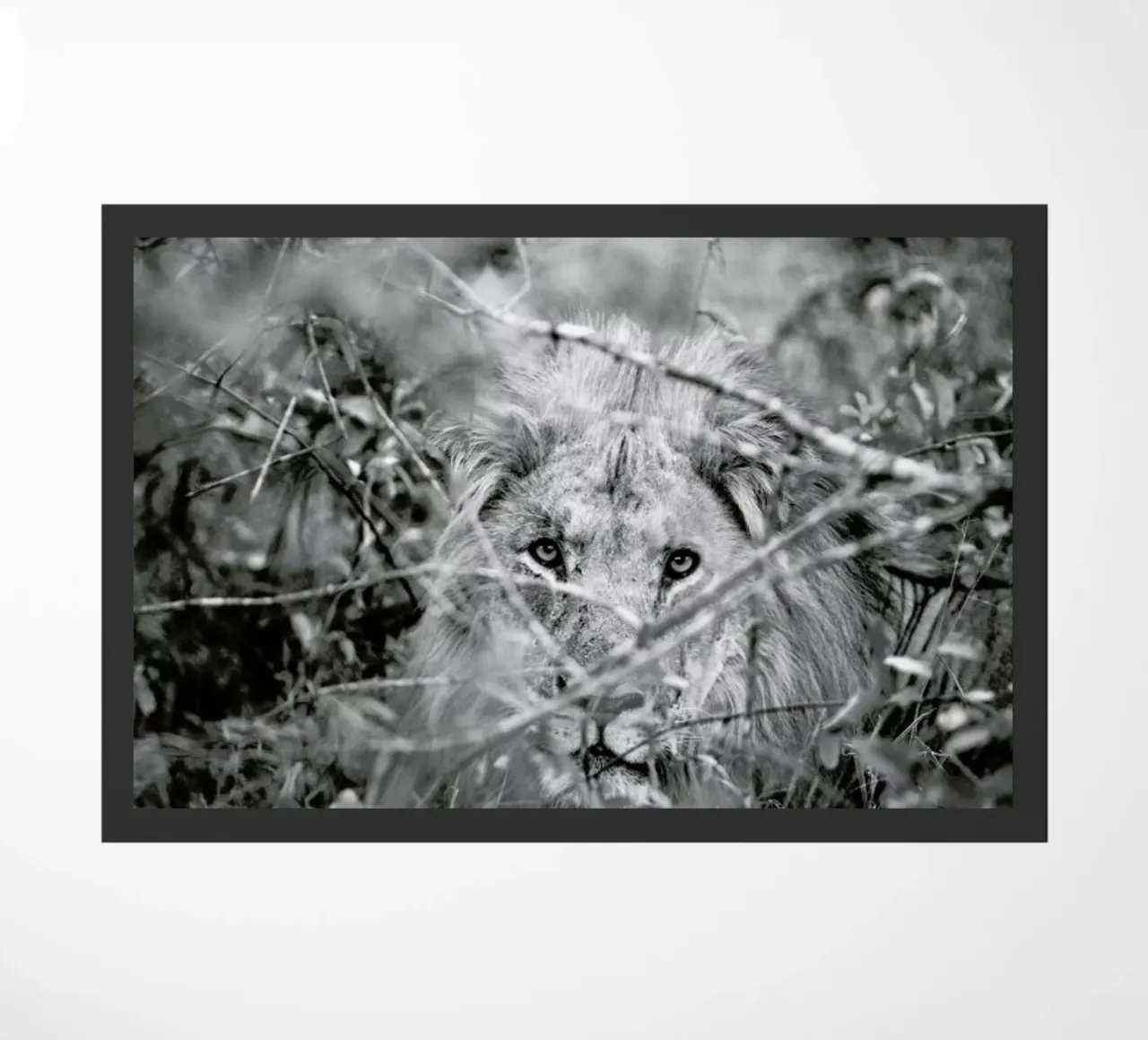 Lion zerbino da Shot By Clint