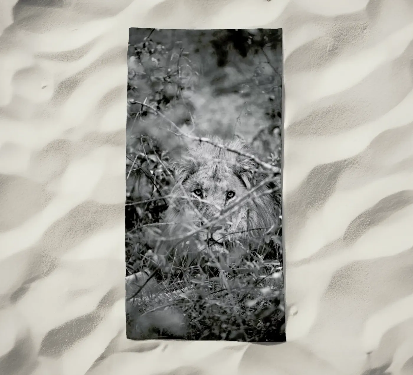 Lion telo mare da Shot By Clint