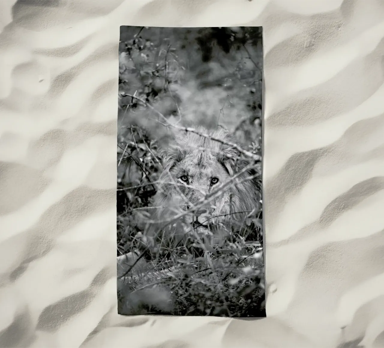 Lion telo mare da Shot By Clint