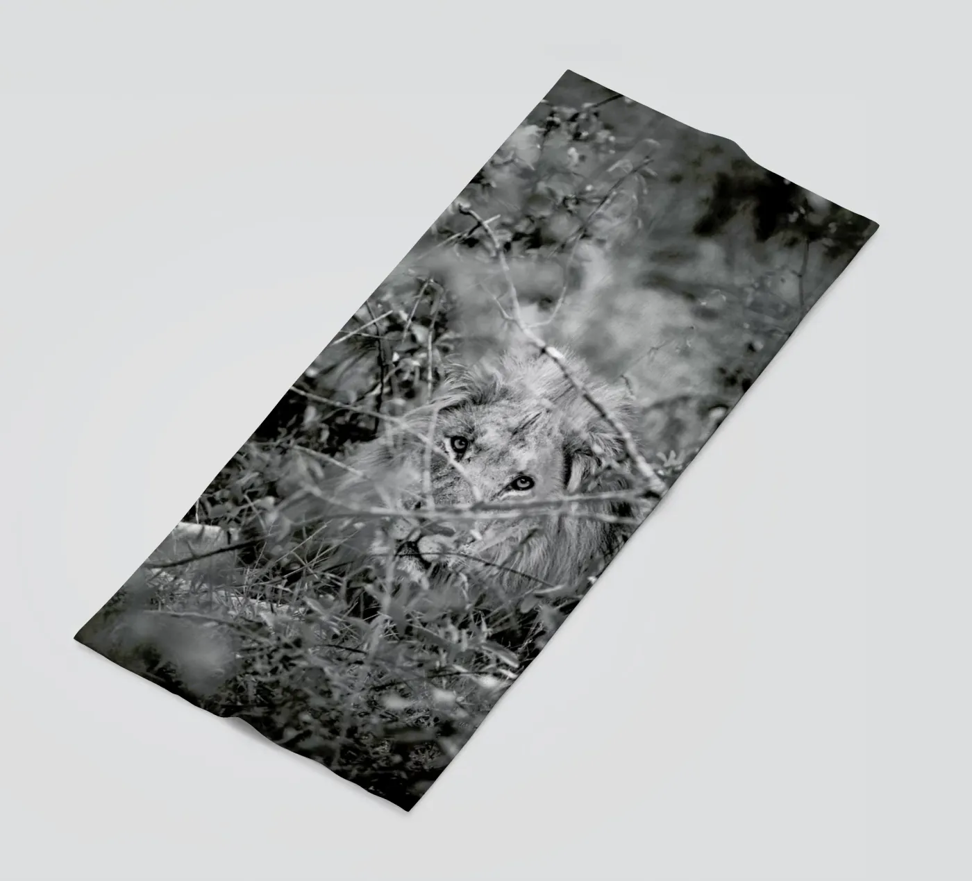 Lion telo mare da Shot By Clint