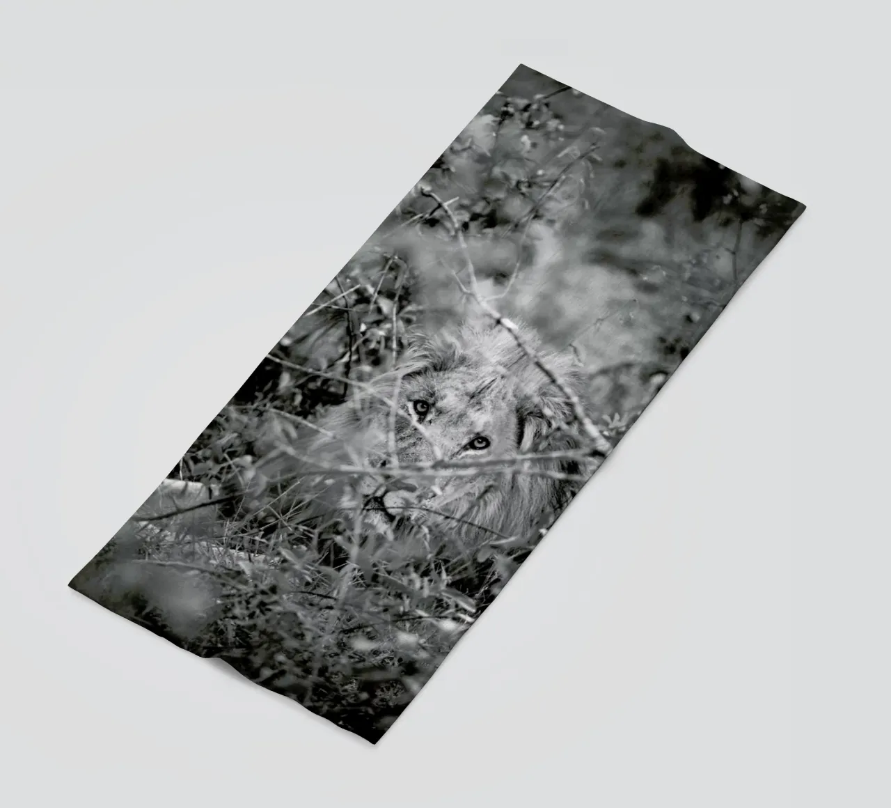 Lion telo mare da Shot By Clint